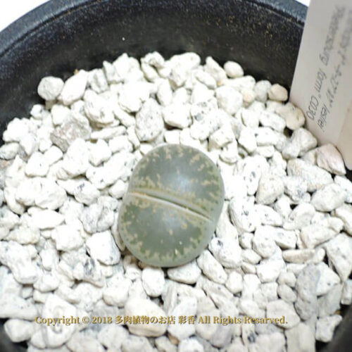 Lithops lesliei ssp. lesliei v. lesliei (Pietersburg Form)  (C030) - 画像 (2)
