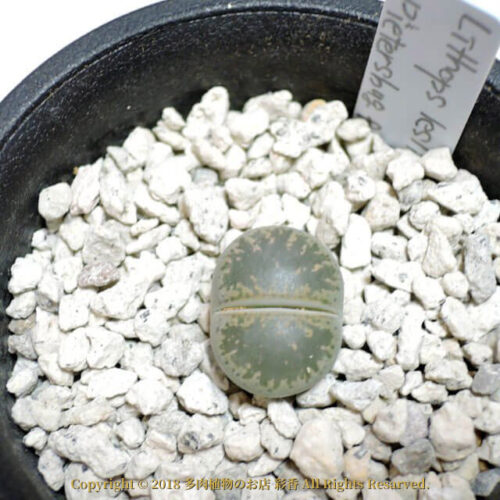 Lithops lesliei ssp. lesliei v. lesliei (Pietersburg Form)  (C030) - 画像 (3)