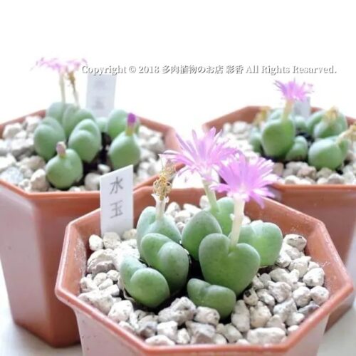 コノフィツム 水玉 - 画像 (3)