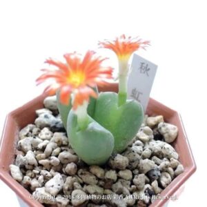 コノフィツム 秋虹