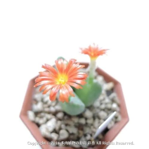 コノフィツム 秋虹 - 画像 (2)
