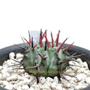 ユーフォルビア・強刺ホリダ