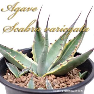 アガベ スカブラ 黄覆輪斑