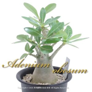 アデニウム・オベスム 砂漠の薔薇