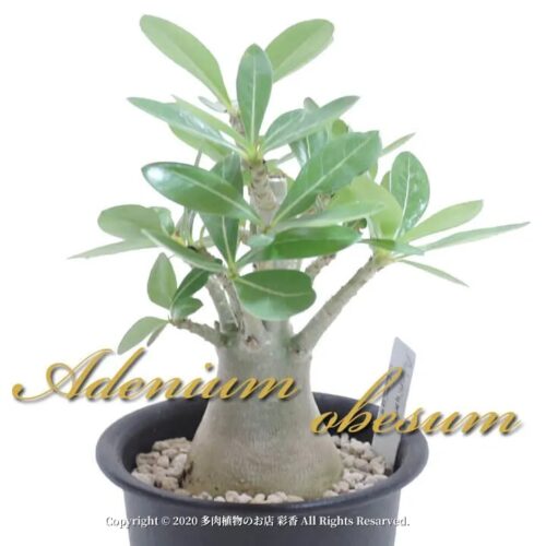 アデニウム・オベスム 砂漠の薔薇