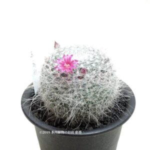 サボテン 玉翁殿