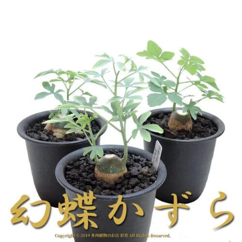 アデニア・グラウカ - 画像 (2)