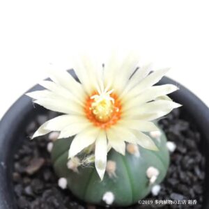 サボテン ルリ兜