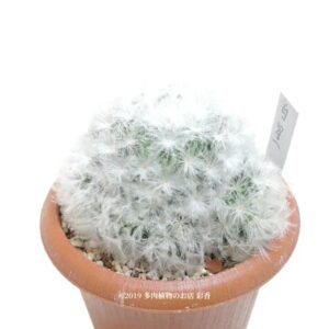 サボテン 白星