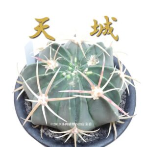 サボテン 天城