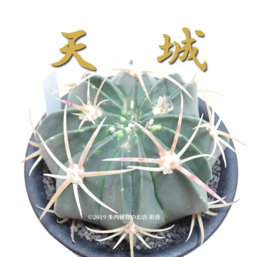 サボテン 天城