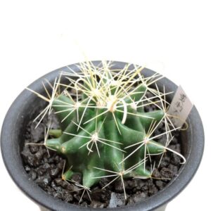 サボテン 黄刺大虹