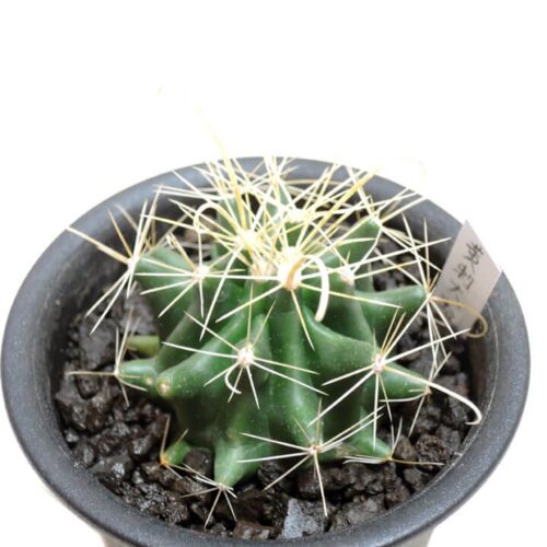 サボテン 黄刺大虹