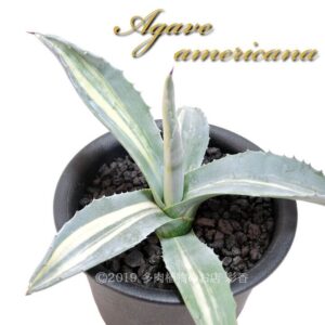 アガベ アメリカナ 縞斑