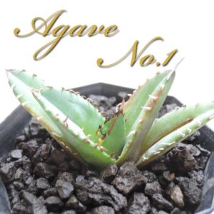 アガベ ナンバーワン