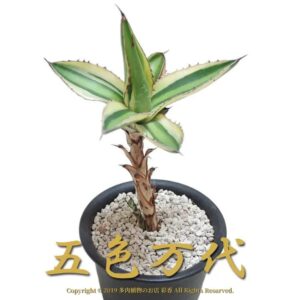 アガベ 五色万代