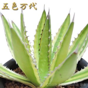 アガベ 五色万代