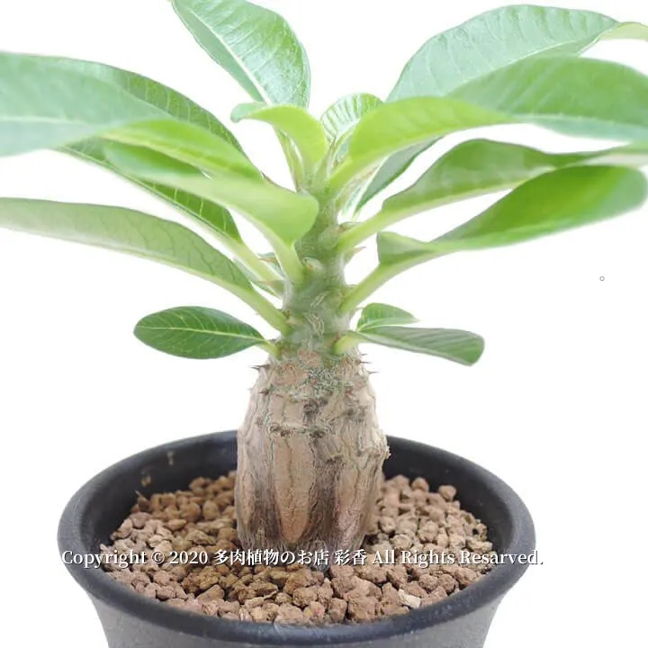 パキポディウム・ウィンゾリー