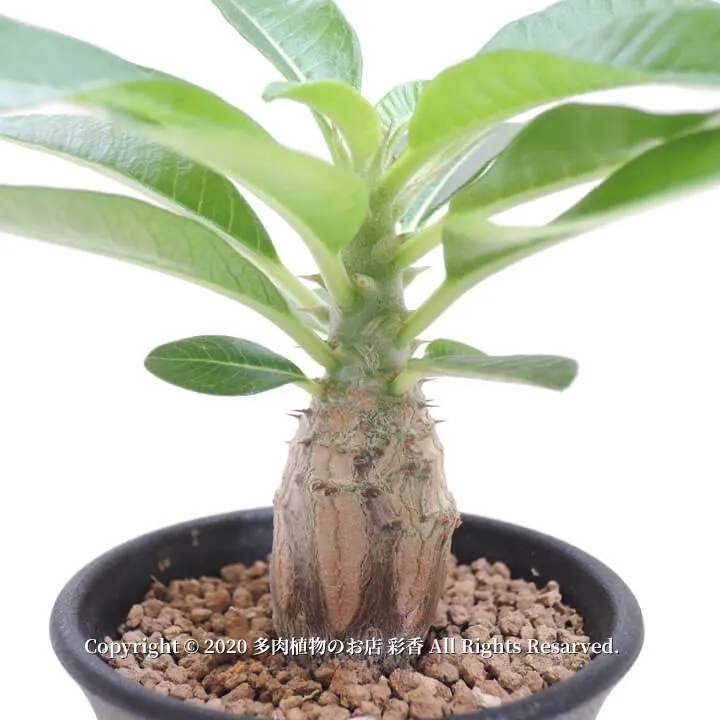 パキポディウム・ウィンゾリー - 画像 (3)