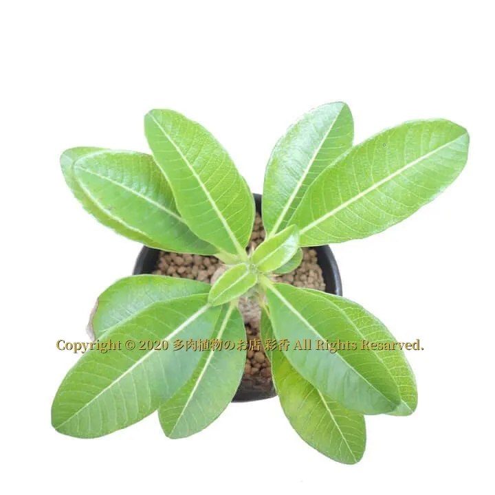 パキポディウム・ウィンゾリー - 画像 (4)