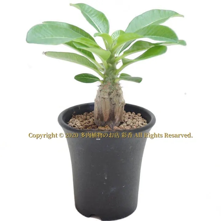 パキポディウム・ウィンゾリー - 画像 (2)