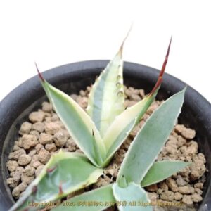 アガベ スカブラ 変わり斑