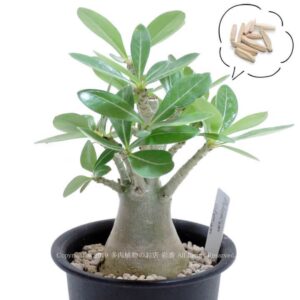 種子 アデニウム・オベスム 砂漠の薔薇