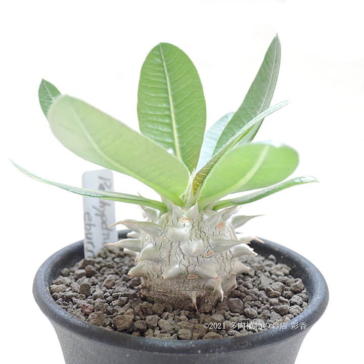 パキポディウム・エブレネウム - 多肉植物 彩香