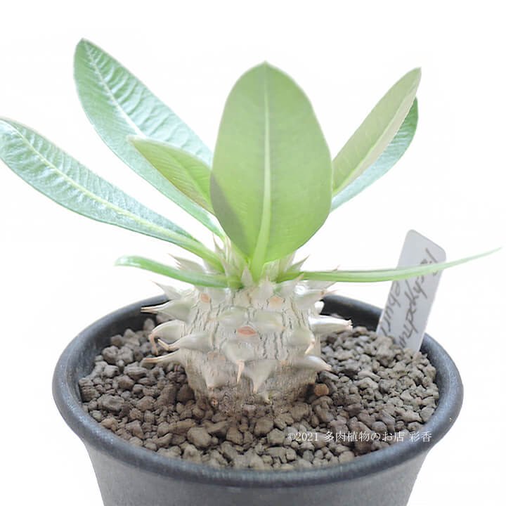 パキポディウム・エブレネウム - 多肉植物のお店 彩香 公式サイト