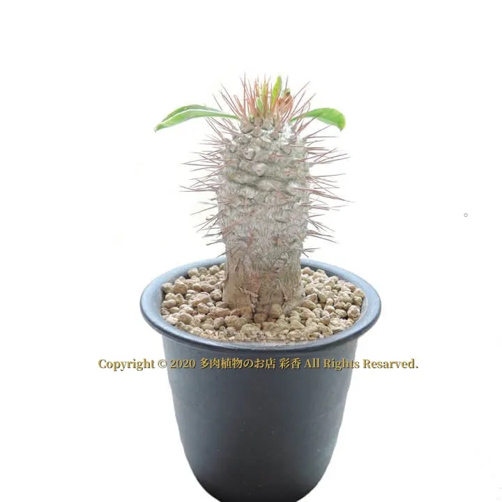 パキポディウム・ナマクアナム - 画像 (3)