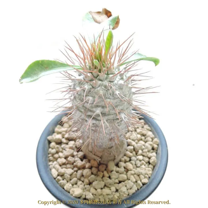 パキポディウム・ナマクアナム - 画像 (4)