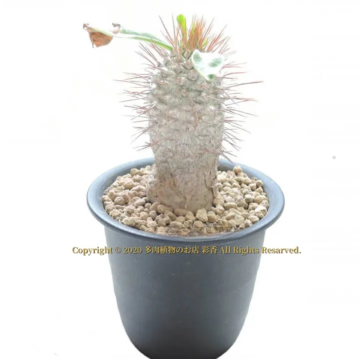 パキポディウム・ナマクアナム - 画像 (2)