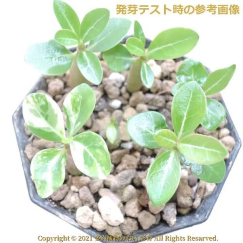 アデニウム・ムルチフロルム斑入り - 画像 (4)