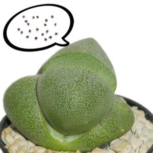 種子 プレイオスピロス ネリイ 帝玉