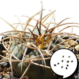 種子 サボテン ギムノカリキウム 光淋玉