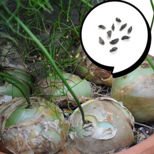 種子 ボウィエア ボルビリス 蒼角殿