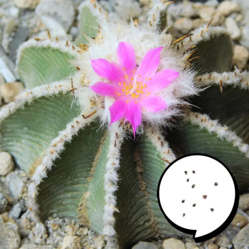 種子 アズテキウム リッテリ 花籠