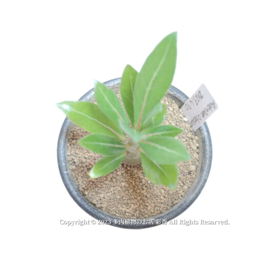 アデニウム・オベスム 砂漠の薔薇 - 画像 (3)