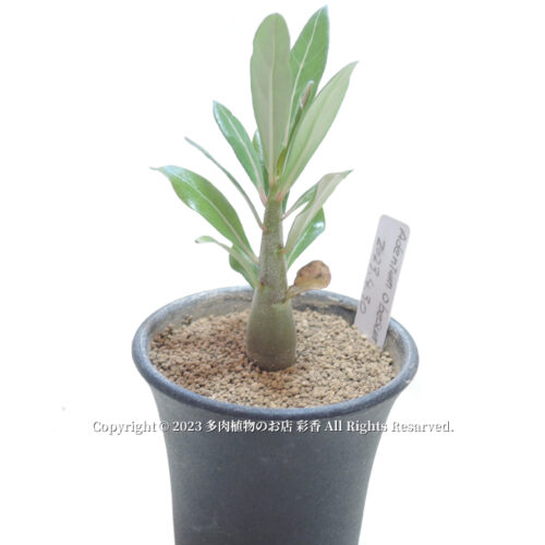 アデニウム・オベスム 砂漠の薔薇 - 画像 (5)