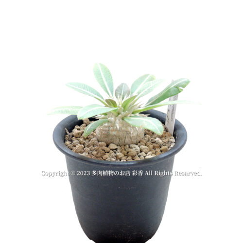 パキポディウム　カクチペス　エブレネウム パキポディウム・エブレネウム - 多肉植物のお店 彩香 公式サイト