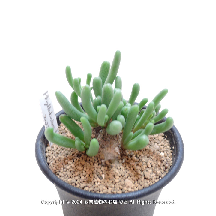 フィロボルス　テヌイフロルス　鉢ごと フィロボルス・テヌイフロルス - 多肉植物のお店 彩香 公式サイト