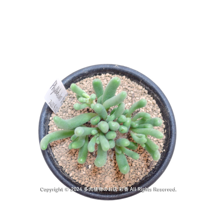 フィロボルス　テヌイフロルス　鉢ごと フィロボルス・テヌイフロルス - 多肉植物のお店 彩香 公式サイト