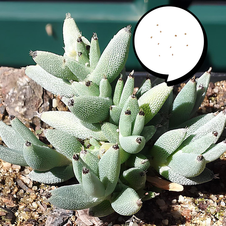 トリコディアデマ　ミラビレ　模様木 トリコディアデマ ミラビレ Trichodiadema mirabile no.2