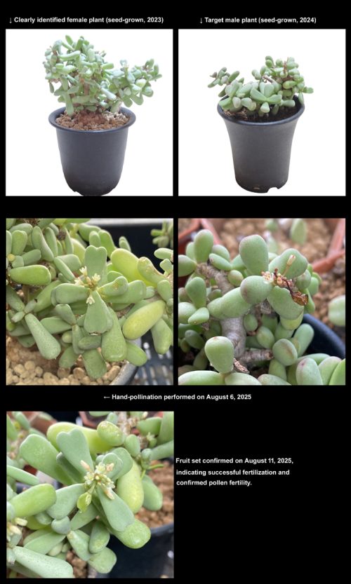 p_pygmaea_2025_preprint_figure2
